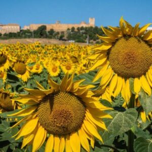 girasoles carmona