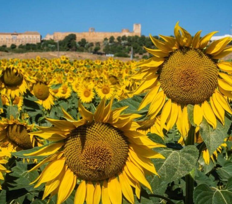 girasoles carmona